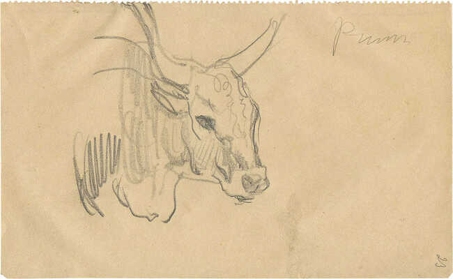 Серов Валентин Александрович. Голова быка 